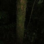 Cassipourea guianensis Hábito