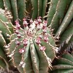 Euphorbia cereiformis