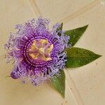 Passiflora incarnata 花