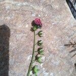 Cynoglossum montanum Flower