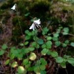 Linnaea borealis Květ