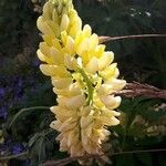 Lupinus arboreus Kwiat