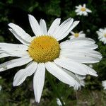 Anthemis cotula പുഷ്പം