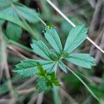 Potentilla erecta برگ