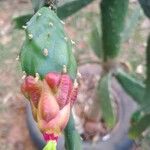 Opuntia cochenillifera 花