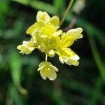 Biscutella lima Flower