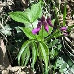 Lathyrus vernus Libunga