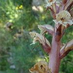 Orobanche crenata Coajă