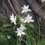 Ornithogalum divergensফুল