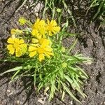 Helenium amarum Kvet