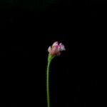 Persicaria strigosa Hábito