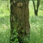 Quercus × rosacea Bark