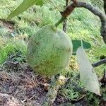 Pyrus communis Frukto