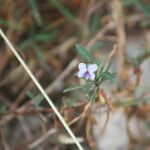 Viola arborescens 花