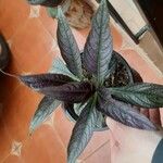 Strobilanthes auriculata葉