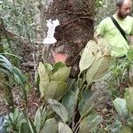 Guioa glauca Hábito