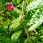 Pulmonaria affinis Floare
