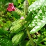 Pulmonaria affinis Квітка