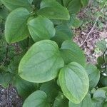 Smilax tamnoides Leaf