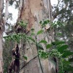 Oxera glandulosa Elinympäristö