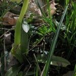 Orchis pauciflora Yaprak