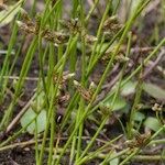 Schoenoplectiella supina Habit