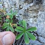 Alchemilla alpigena Blatt