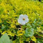 Petunia × atkinsiana 花