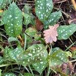 Pulmonaria saccharata Leaf