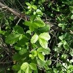 Toxicodendron diversilobum Hoja