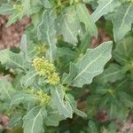 Oxybasis glauca পাতা