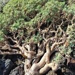 Euphorbia balsamifera Leaf