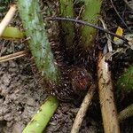 Macrothelypteris torresiana Diğer