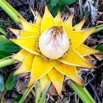 Musella lasiocarpa Flor