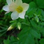 Polemonium carneum Fiore