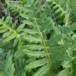 Polypodium californicum Hoja