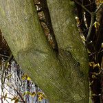 Acer circinatum 樹皮