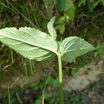 Epilobium montanum Yaprak