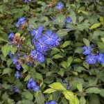 Ceratostigma willmottianum Λουλούδι