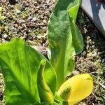 Lysichiton americanus Levél