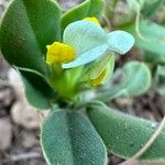 Tripodion tetraphyllum Folla