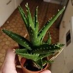 Aloe perfoliata Habit