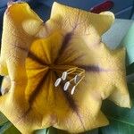 Solandra maxima 花