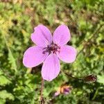 Erodium acaule Flor