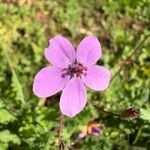 Erodium acaule Květ