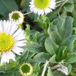 Erigeron glaucus Blomst