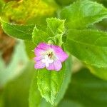 Epilobium hirsutumFlower