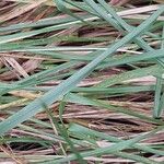 Festuca altissima Leaf