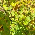 Thalictrum foetidum Leaf