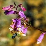 Penstemon canescens 花